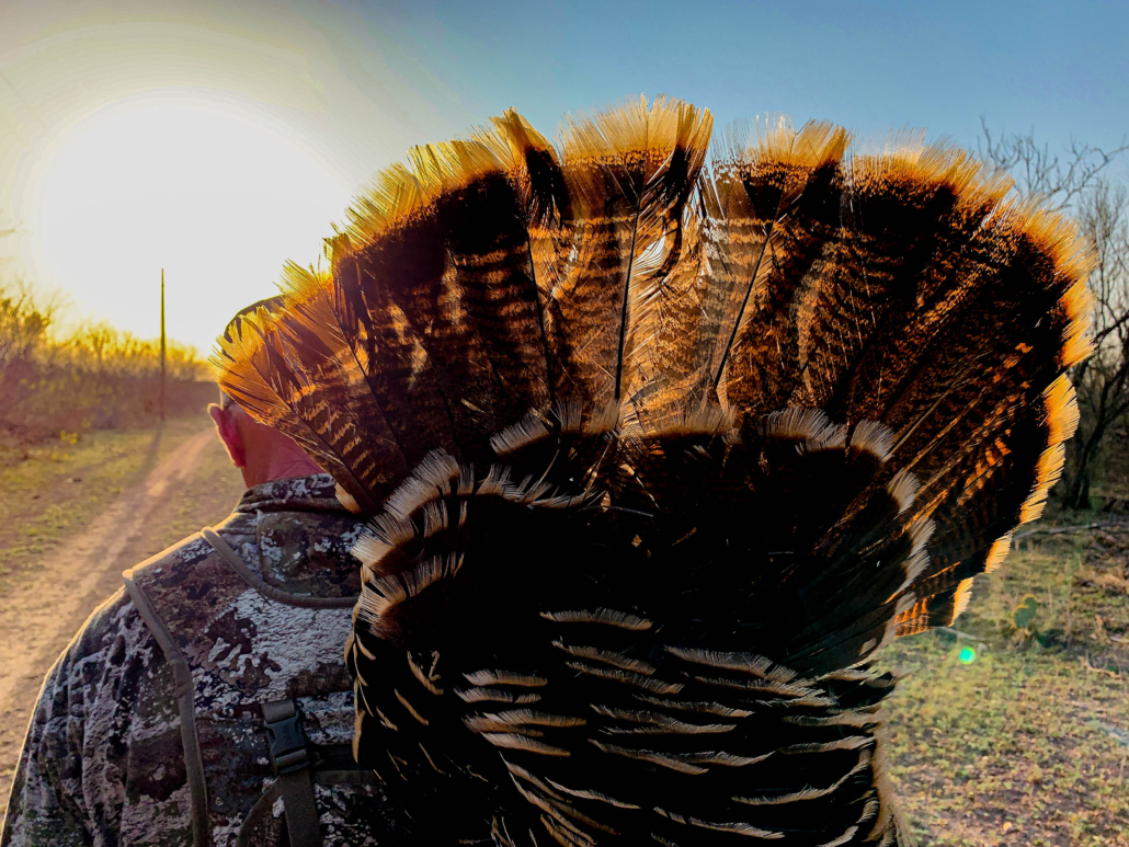 Hunter carrying turkey back from turkey hunting