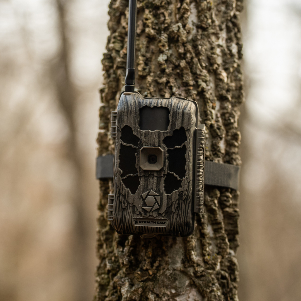 Trail Camera mounted on a tree