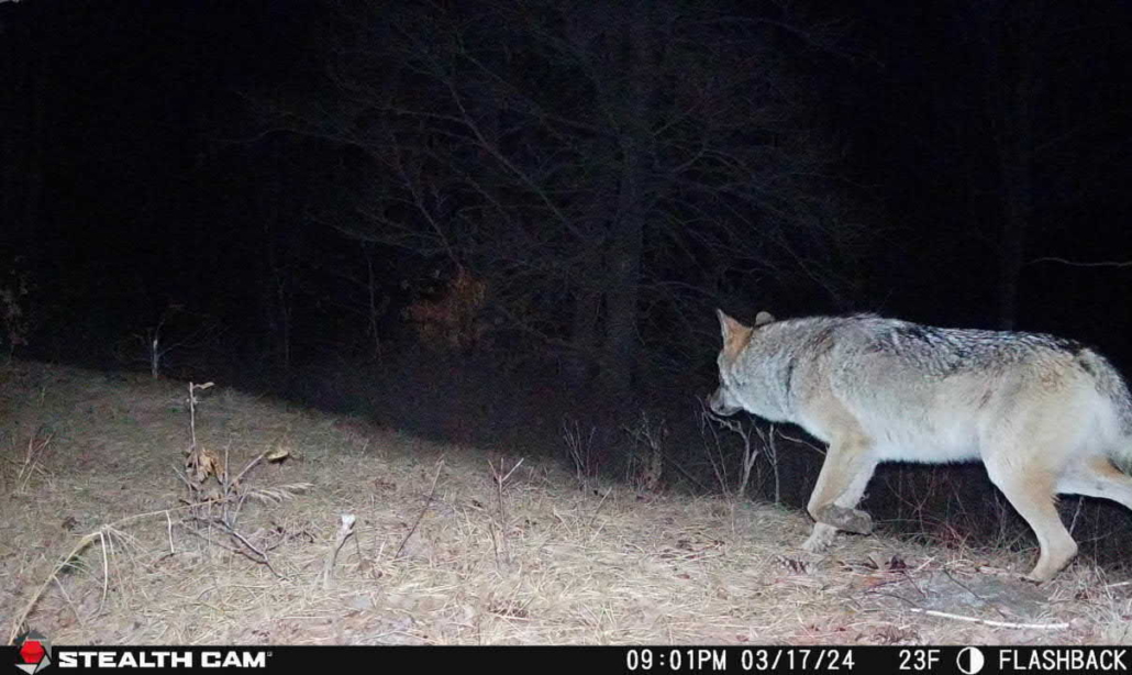 Photo of Wolf from Stealth Cam Flashback