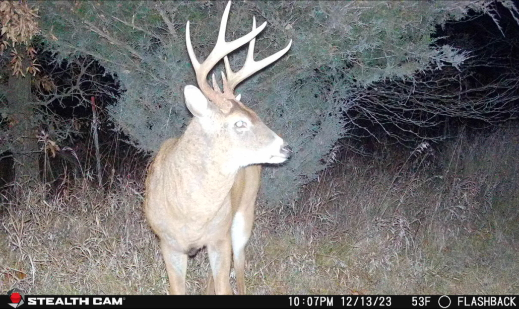 Photo of Whitetail Buck from Stealth Cam Flashback